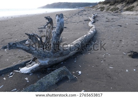 A tree trunk washed up onto the sandy beach at Pendine, Carmarthenshire, Wales, UK.