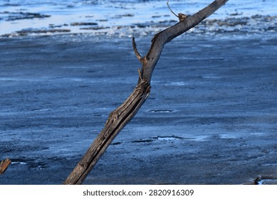 Tree trunk without branches on frozen river background 