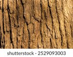 tree trunk wood texture background in Brazil. The rough wood texture