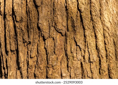 tree trunk wood texture background in Brazil. The rough wood texture - Powered by Shutterstock