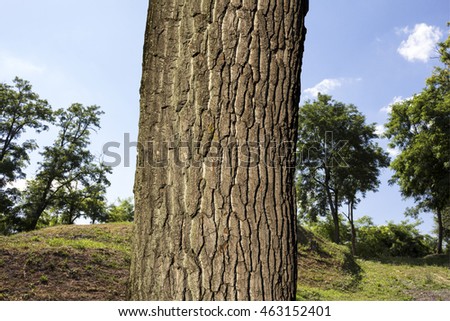 Tree trunk in the woods 