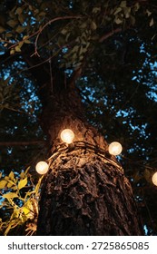 Tree trunk wrapped with warm string lights glowing in garden at evening
