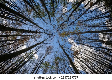 Tree trunks against the sky. Fisheye lens.