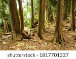 Tree trunks along the Eagle Trail in  Peninsula State Park, Door County, Wisconsin, USA