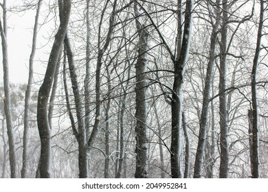 Tree Trunks With Bare Branches Without Leaves In A Winter Snow-covered Park. Forest, Wood, Nature Reserve In A Daytime In Freezing Cold Weather. Snowy December, January, February. Trees Silhouettes.