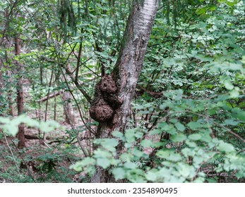 tree trunks with bark in summer forest sunlight in foliage background