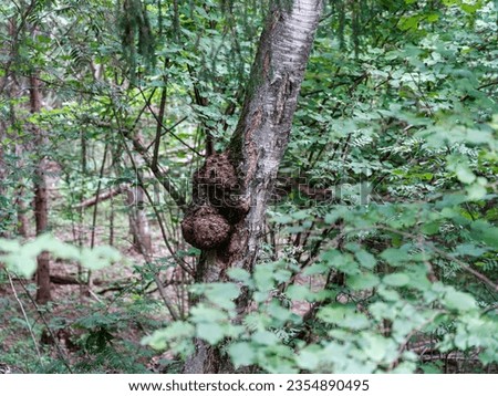 tree trunks with bark in summer forest sunlight in foliage background