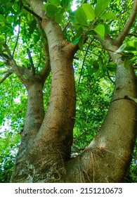 Tree Trunks Of Beautifull Tree