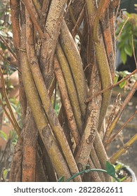 Tree trunks and branches interwoven together