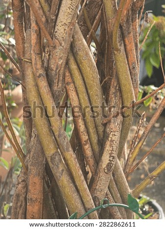 Tree trunks and branches interwoven together