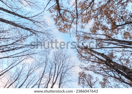 Tree trunks and branches without leaves from below in  Autumn