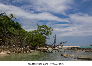 tree trunks collapsed and scattered on an uninhabited island, namely Ngerbelas Island, Palau, Micronesia. - Shutterstock ID 1966974625