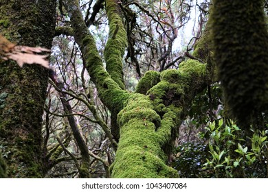 tree trunks are covered with green moss