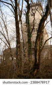 Tree trunks covered with ivy in the rainforest, with a stone tower in the background
