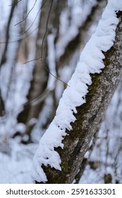 tree trunks covered with snow close up