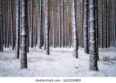 Tree trunks covered with snow in winter forest. White snow covers trees and ground. Beautiful winter landscape. Bare trees in snowy forest.