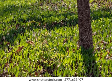 Tree trunks create shadows on the brightly lit forest floor, Maple Grove Forest Preserve, DuPage County, Illinois