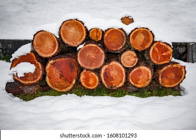 Tree trunks cut and stacked in the winter in the snow