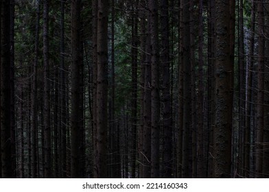 tree trunks in a dark pine forest