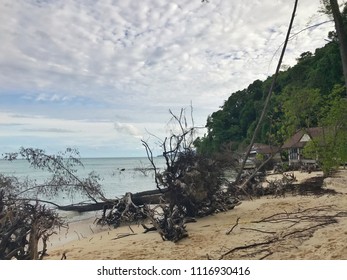 Tree trunks and driftwood after the storm at the Phuket Thailand.