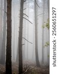 Tree trunks in fog in a pine forest near the Agramonte interpretation centre, Moncayo Natural Park, Zaragoza province, Spain