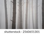 Tree trunks in fog in a pine forest near the Agramonte interpretation centre, Moncayo Natural Park, Zaragoza province, Spain