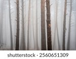 Tree trunks in fog in a pine forest near the Agramonte interpretation centre, Moncayo Natural Park, Zaragoza province, Spain