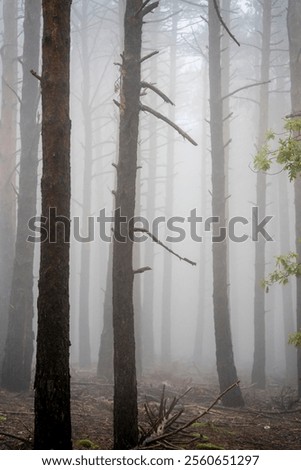 Tree trunks in fog in a pine forest near the Agramonte interpretation centre, Moncayo Natural Park, Zaragoza province, Spain