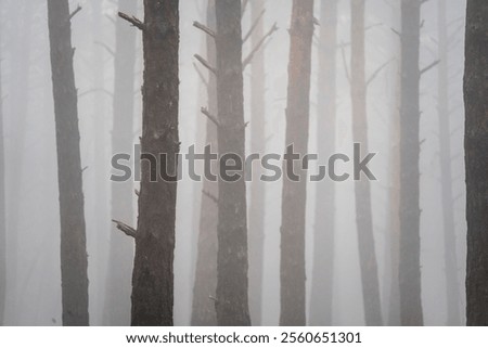 Tree trunks in fog in a pine forest near the Agramonte interpretation centre, Moncayo Natural Park, Zaragoza province, Spain