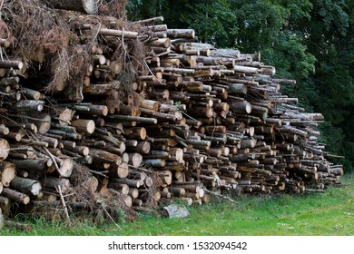 Tree trunks in the forest