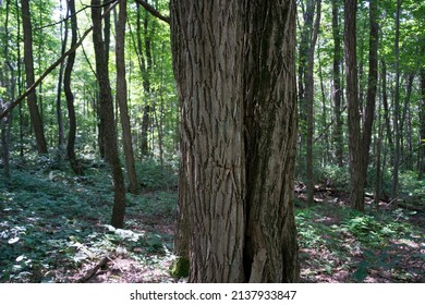 Tree Trunks In The Forest Along The Finger Lakes Trail