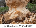 Tree trunks gnawed by beavers