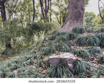 Tree trunks, grass clumps and a stone cover a wooded slope at Tiger Hill in Suzhou, China, during a spring day