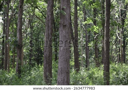 The tree trunks in the green forest.