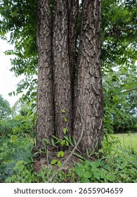 Tree trunks growing close together in groups look strong at one of Thailand's national parks.
