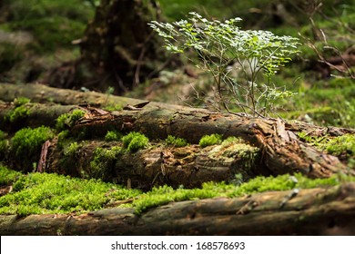 Tree trunks with moss on natural, green background - Powered by Shutterstock