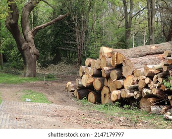 Tree trunks piled up after forestry work for conservation on the edge of a wood