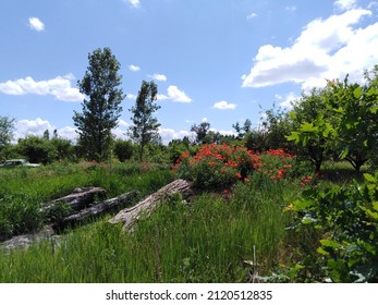 tree trunks, poppies and tall grass next to an abandoned garden
