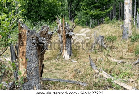 Tree trunks snapped or broken by the wind storms in the mountain forest.