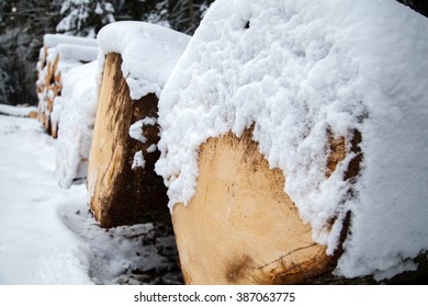 Tree trunks in the snow