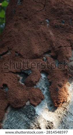 Tree trunks that are invaded become termite houses