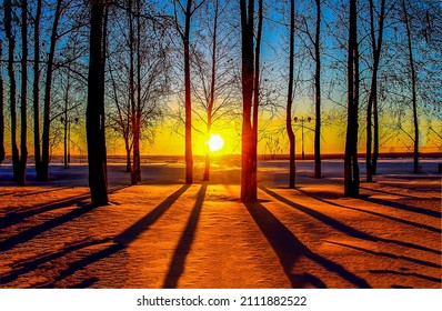 Tree trunks at winter dawn