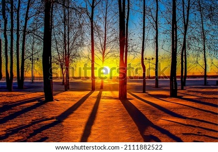 Tree trunks at winter dawn