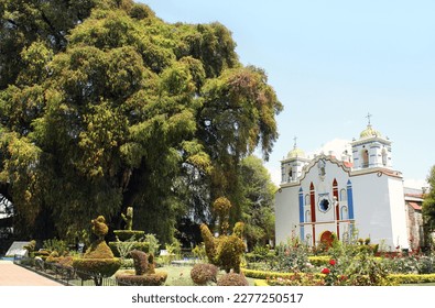 Tree of Tule (Montezuma cypress tree, El Árbol del Tule), oldest and largest tree in world, over 2000 years old, and Iglesia church, Santa Maria del Tule, Oaxaca, Mexico. UNESCO world heritage site 