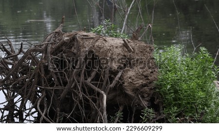 tree tump in a water