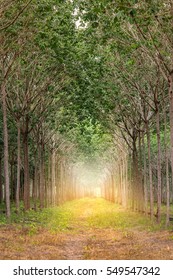 tree tunnel