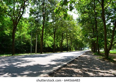 Tree tunnel