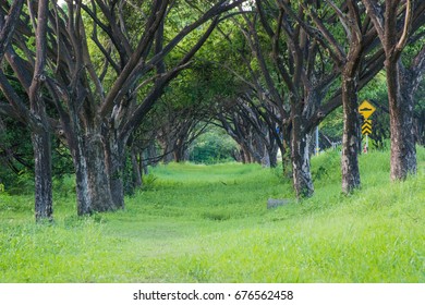 Tree tunnel