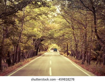 Tree Tunnel Above The Road With Single Car Driving Away