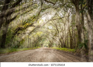 Tree Tunnel At Botany Bay Road In Edisto, South Carolina, USA